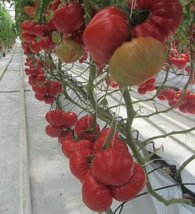 Наконец-то в продаже томат сортотипа "бычье сердце" Сарра F1