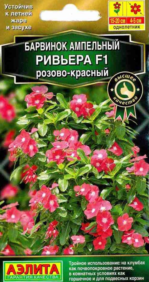 Барвинок  Ривьера амп.розово-красный (А)