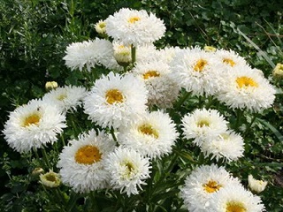 Нивяник наибольший Крейзи Дейзи 1шт