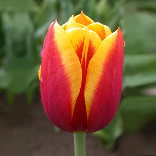 Тюльпан Дания, 5шт