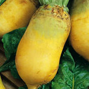 Кормовая Эккендорфская желтая 300 г