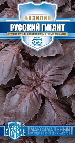 Базилик Русский гигант, фиолет. Гавриш