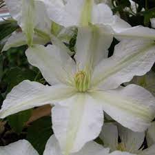 Клематис крупноцветковый Роко-Колла