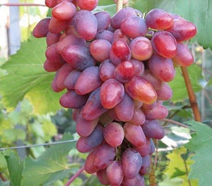 Виноград Арочный