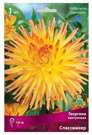 Георгина кактусовая Спассмахер, 1шт