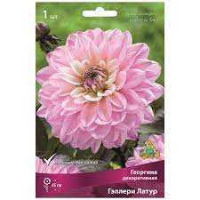 Георгина декоративная Гэллери Латур, 1шт