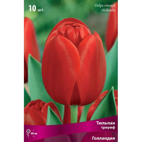 Тюльпан Голландия, 10шт