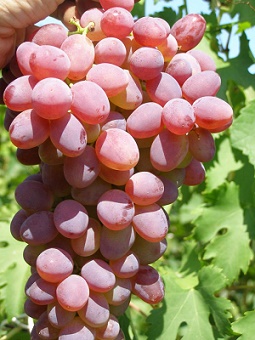 Виноград Ранний Розовый