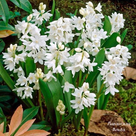 Пушкиния Ливанская Альба 10шт