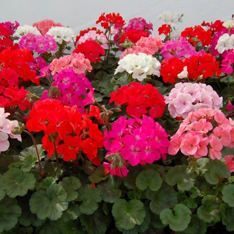 Пеларгония зональная Нано Микс (100 шт)