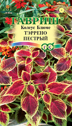 Колеус Тэррено пестрый Гавриш