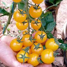 Рассада томата Голден перл черри