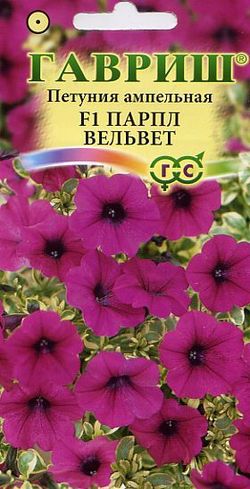 Петуния амп. Парпл Вельвет Сурфиния Гавриш