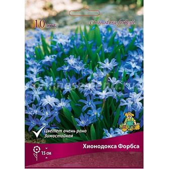 Хионодокса Форбса, 10шт