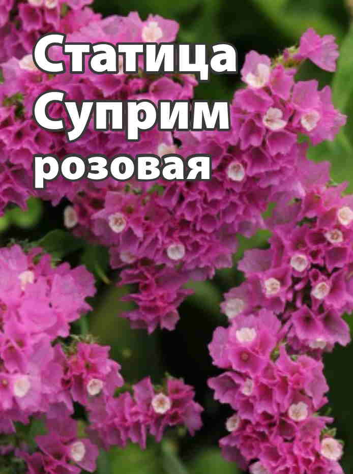 Статица Суприм розовая 0,15 г п/с