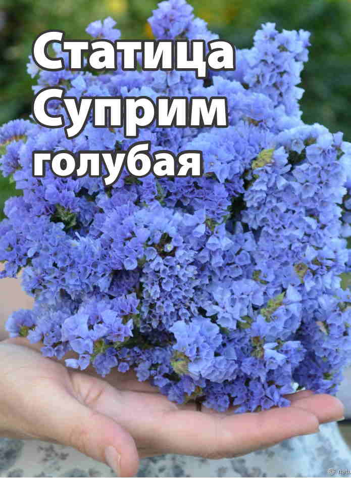 Статица Суприм голубая 0,15 г п/с