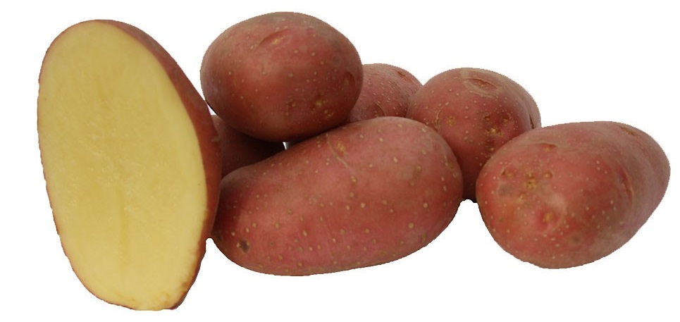Алуэт 1репродукция