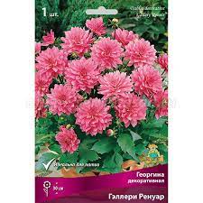 Георгина декоративная Гэллери Ренуар, 1шт