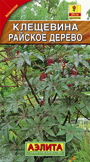 Клещевина Райское дерево купить в Пензе цена 20 руб.|Зеленый дом