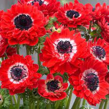 Анемона Говернон, 10шт