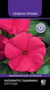 Катарантус Пацифика Бургунди (Поиск)