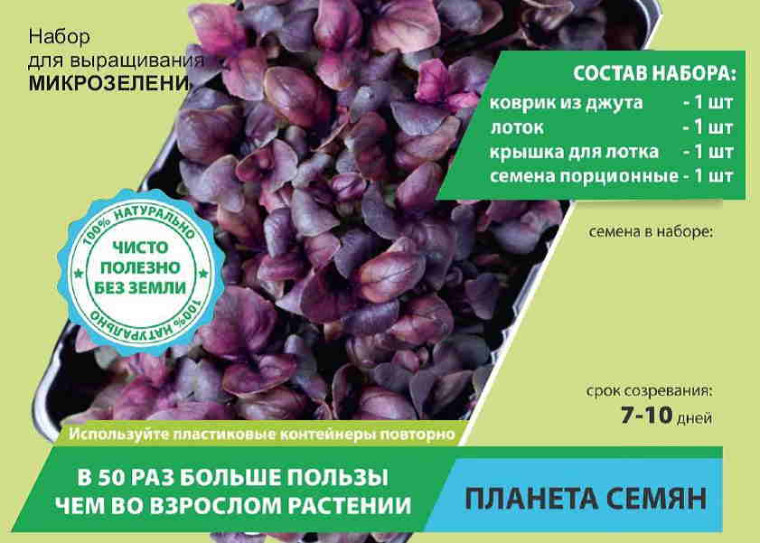 Набор для выращивания микрозелени Базилик