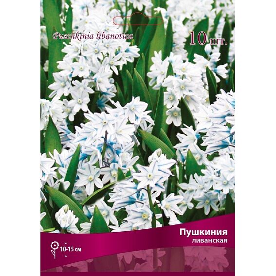Пушкиния Ливанская 10шт