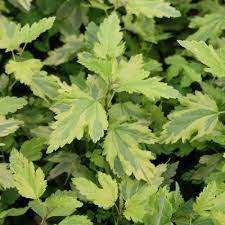 Пузыреплодник калинолистный Энис Голд