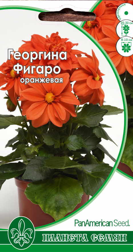 Георгина Фигаро оранжевый 5 шт п/с