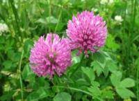 Клевер красный ЛУКРУМ 0,5кг