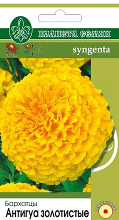 Бархатцы Антигуа золотистый 50шт п/с