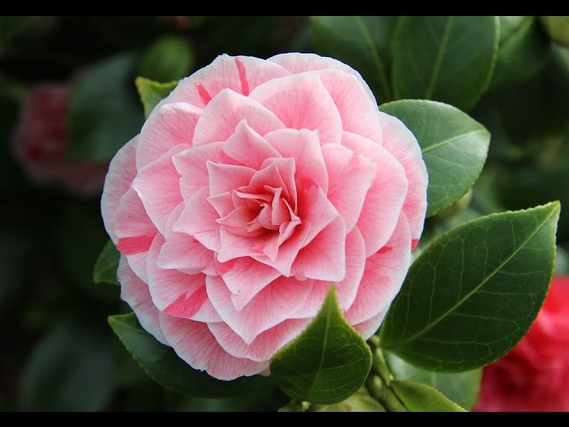 Камелия японская Бономиана