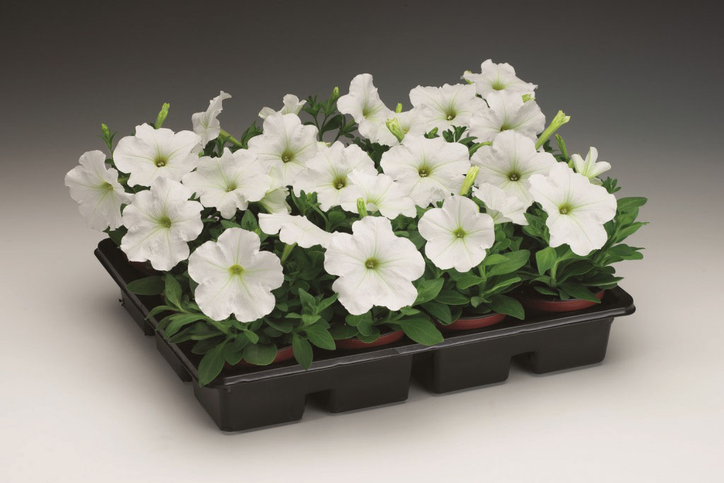 Рассада Петунии Дримс Вайт (белая)