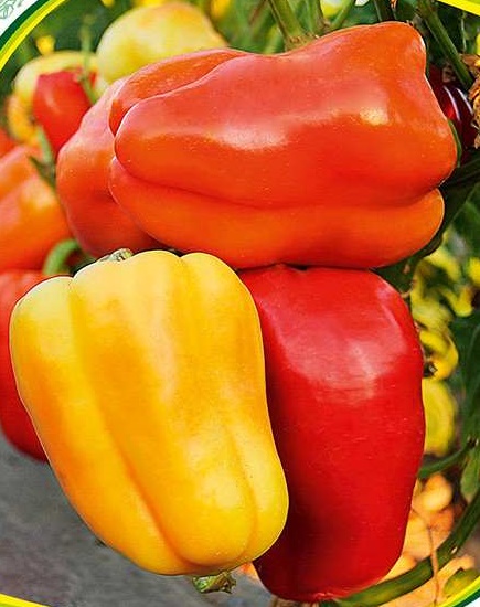 Рассада перца красного Страйк, 1шт