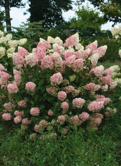 Гортензия метельчатая Тач оф Пинк (Розовое прикосновение)