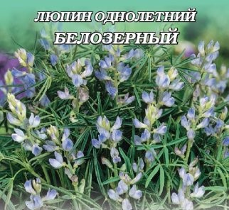 Люпин однолетний Белозерный 110 (сидерат) 1кг