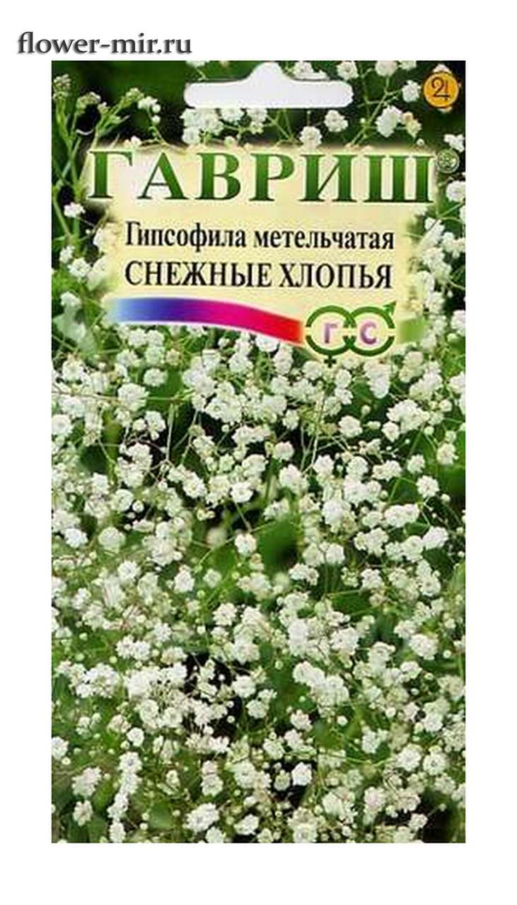 Гипсофила метельчатая Снежные хлопья  Гавриш