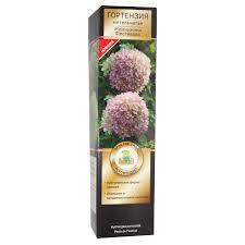 Гортензия метельчатая Жемчужина фестиваля 