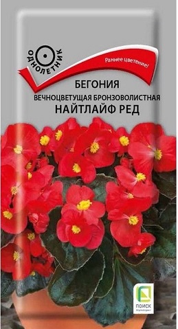 Бегония вечноцветущая бронзоволистная Найтлайф Ред 15 шт (Поиск)