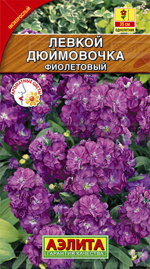 Левкой Дюймовочка карлик. фиолетовый (А)