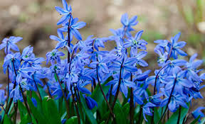 Пролеска сибирская Блу, 10 шт