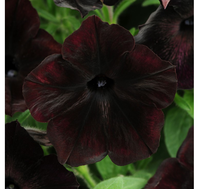 Петуния мультифлора Дебонаир Блек Черри (100др)