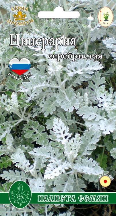 Цинерария серебристая п/с 0,1г 