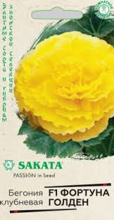 Бегония Фортуна Голден Гавриш