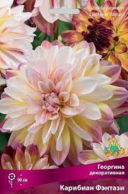 Георгина декоративная Карибиан Фэнтази, 1шт