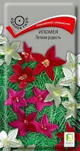 Ипомея Летняя радость (Поиск)