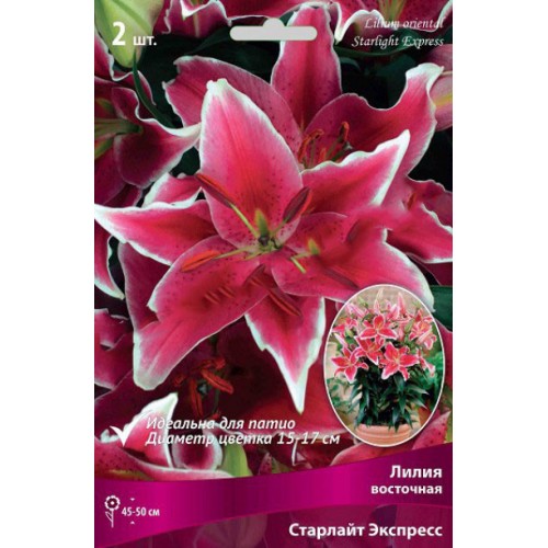 Лилия Восточная Старлайн Экспресс, 2шт