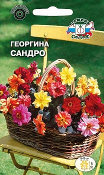Георгина Сандро (смесь с коричн. лист.) Седек