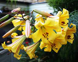 Лилия Трубчатая Голден Сплендор, 2шт