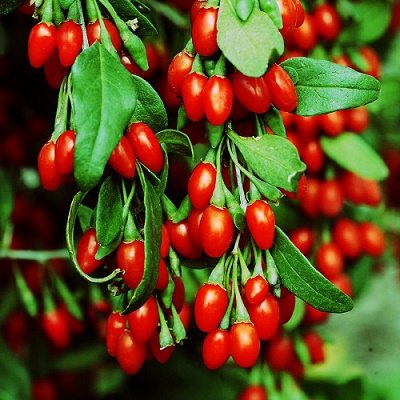 Годжи (Лициум, Дереза обыкновенная)